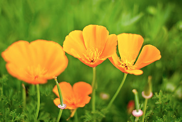 Image showing Orange Poppies Field 