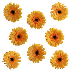 Image showing Yellow gerbera flowers