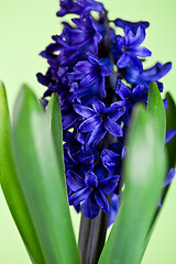 Image showing blue hyacinth