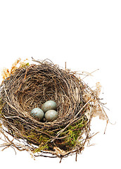 Image showing Detail of blackbird eggs in nest isolated on white