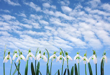 Image showing Group of snowdrop flowers  growing in row over sky with clouds