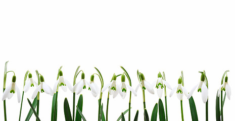 Image showing Group of snowdrop flowers  growing in row,  isolated on white background