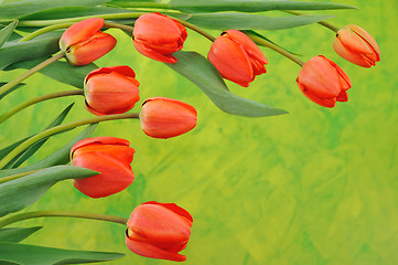 Image showing Group of red tulips over colored background