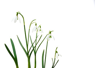 Image showing Group of growing snowdrop flowers  isolated on white background