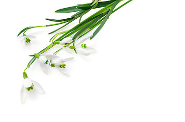 Image showing Group of snowdrop flowers  isolated