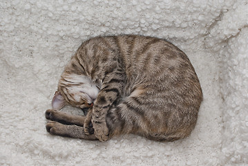 Image showing Tabby cuddling