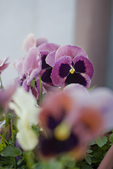 Image showing Purple and white pansy