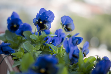 Image showing Blue pansy