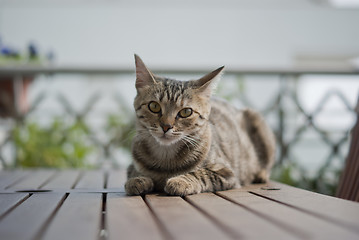 Image showing Gray tabby