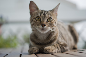 Image showing Tabby kitten on a garden table