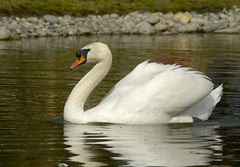 Image showing Muted swan