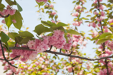 Image showing Branch of a blossoming magnolia