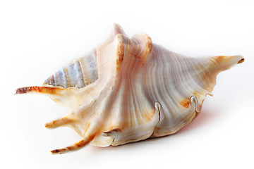 Image showing The seashell