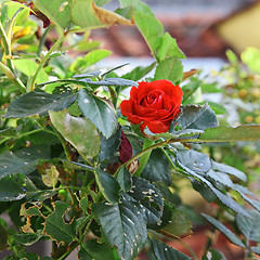 Image showing The rose