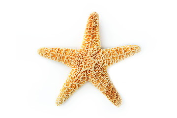 Image showing The starfish 