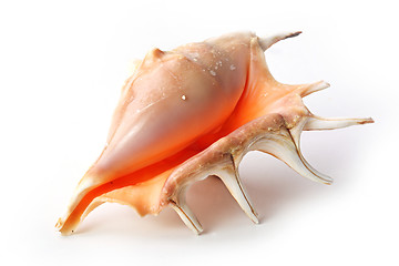 Image showing The seashell