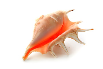 Image showing The seashell