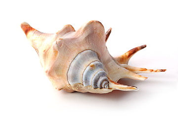 Image showing The seashell