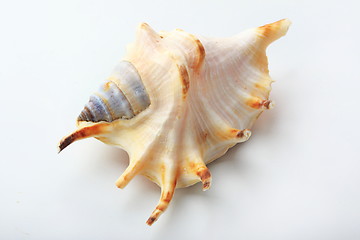 Image showing The seashell