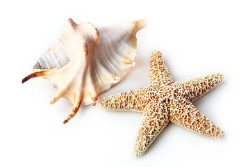Image showing The starfish and seashell