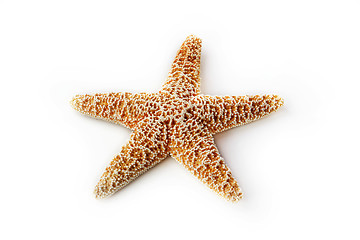 Image showing The starfish 