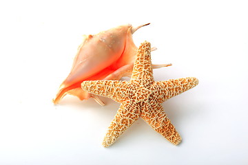 Image showing The starfish and  seashell
