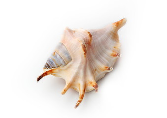 Image showing The seashell