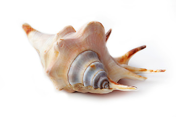 Image showing The seashell