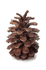 Image showing The pinecone