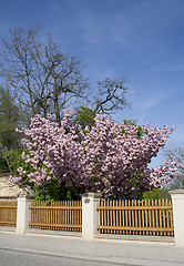 Image showing beautiful flowers