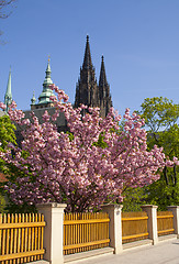 Image showing beautiful flowers