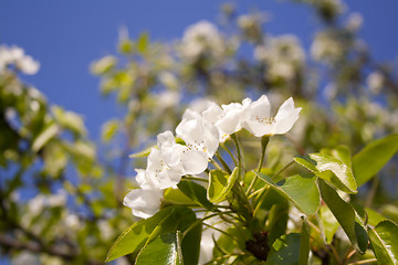 Image showing beautiful flowers