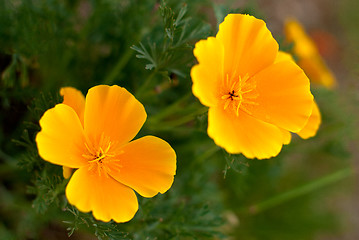 Image showing Orange Poppies Field 