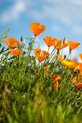 Image showing Orange Poppies Field 