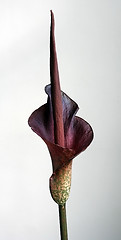 Image showing Flower