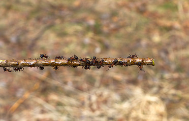 Image showing Ants 2