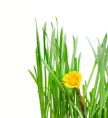 Image showing Summer grass and floret