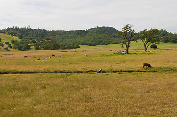 Image showing Grazing