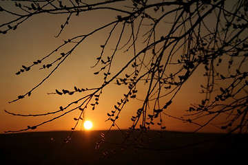 Image showing Sunset