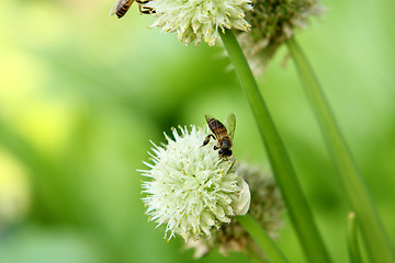 Image showing green onion flower