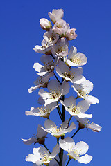 Image showing Blossoms