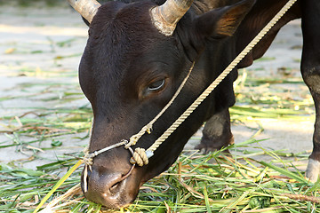 Image showing cow eating grass