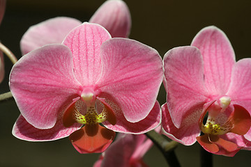 Image showing Orchid