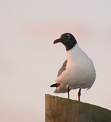 Image showing Laughing Gull