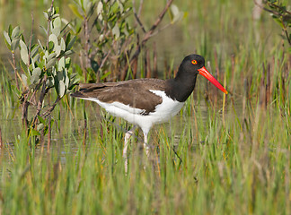 Image showing American Oystercatcher in green marsh grass