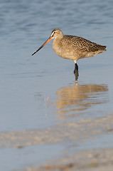 Image showing Marbled Godwit in blue water