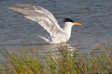 Image showing Royal Tern taking a bath