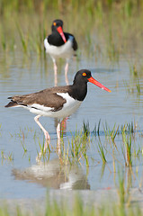 Image showing American Oystercatcher in blue water