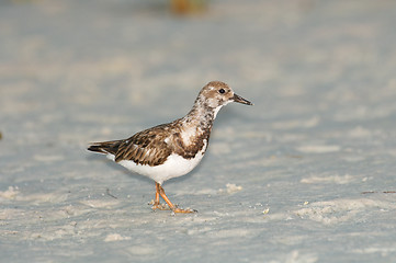 Image showing Black-bellied Plover