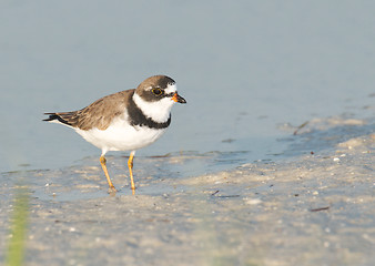 Image showing Semipalmated Plover